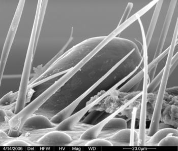 Media type: image;   Invertebrate Zoology 133769